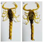 scorpion venom